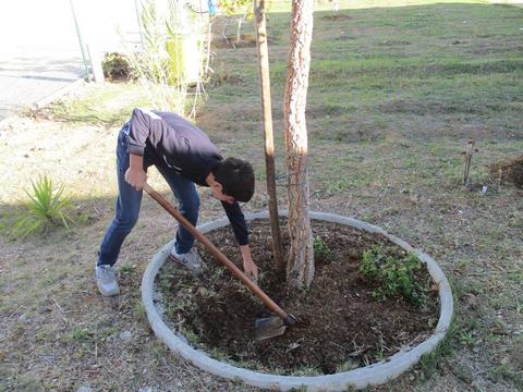 Replantar aromáticas (menta/hortelã)...